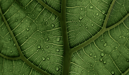 an enlarged image of a leaf